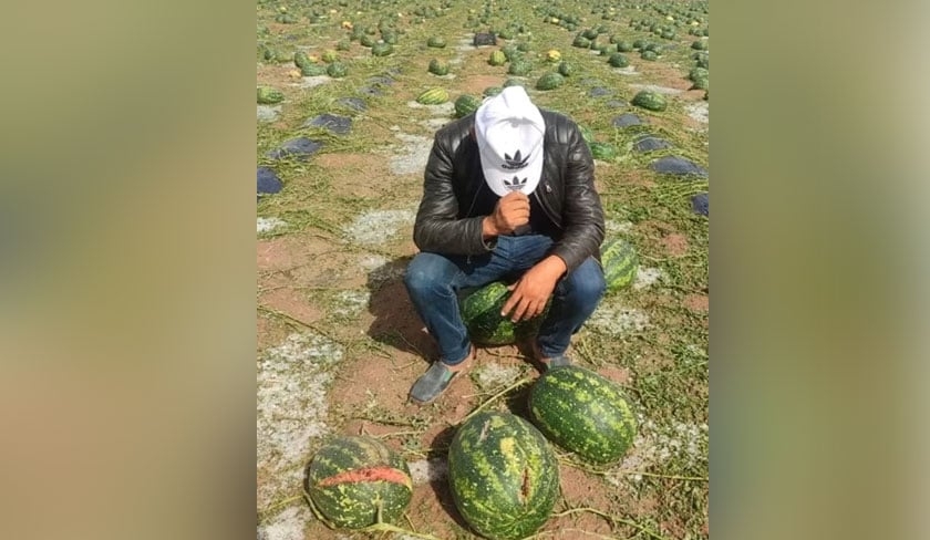 Pastques pourries, rcolte perdue : ce que rvle vraiment cette image virale