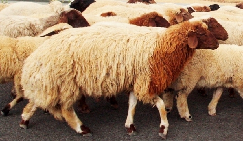Le ministre de lAgriculture annonce le prix de rfrence des moutons de lAd el Kebir 2025