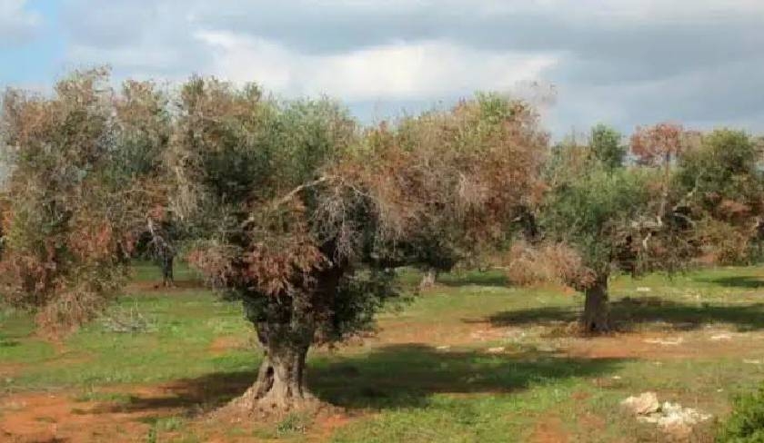 Cette bactrie peut tuer vos oliviers sans prvenir : voici comment larrter  temps