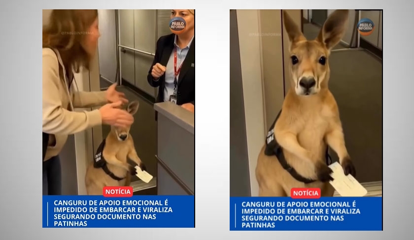 Non, on ne peut pas embarquer son kangourou dans un avion : la vido virale tait une illusion...