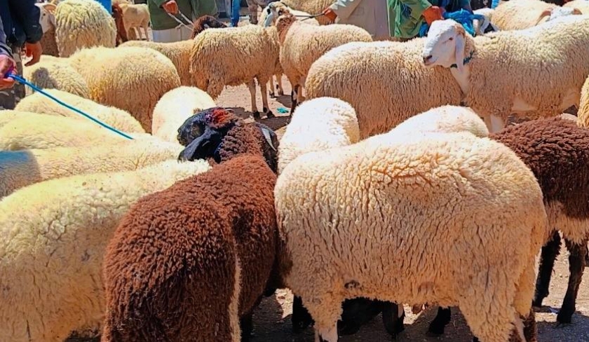 Saisie de 745 moutons