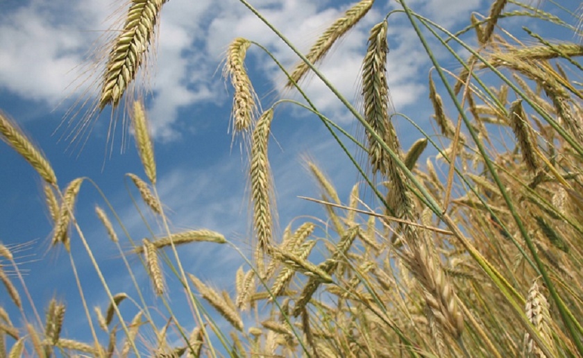 Crales : une campagne prometteuse malgr les alas climatiques