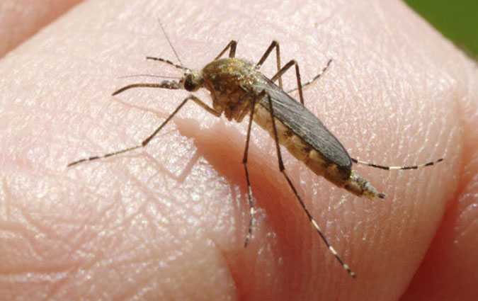 Ministère de la Santé : Le virus du Nil occidental n’est pas contagieux
