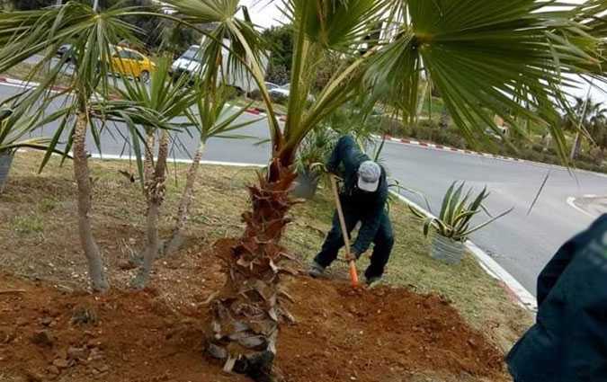 Fake News - Pas d'arrachage des arbres plants pour le Sommet arabe
