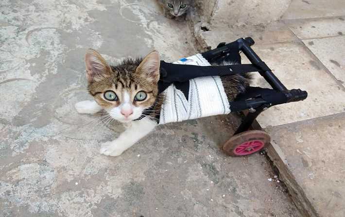 a roule pour les chats paralyss grce  Ahmed Manai