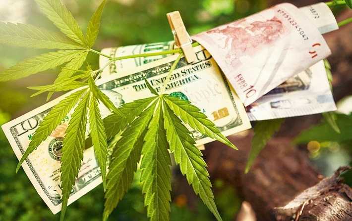 Le cannabis, argument lectoral pour faire dcoller lconomie
