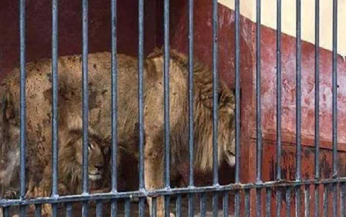 Aucun lion ne sest enfui du zoo de Tunis