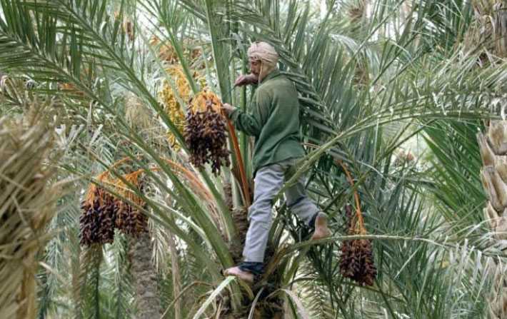 Les traditions associes au palmier dattier inscrites au patrimoine culturel immatriel de l'Unesco