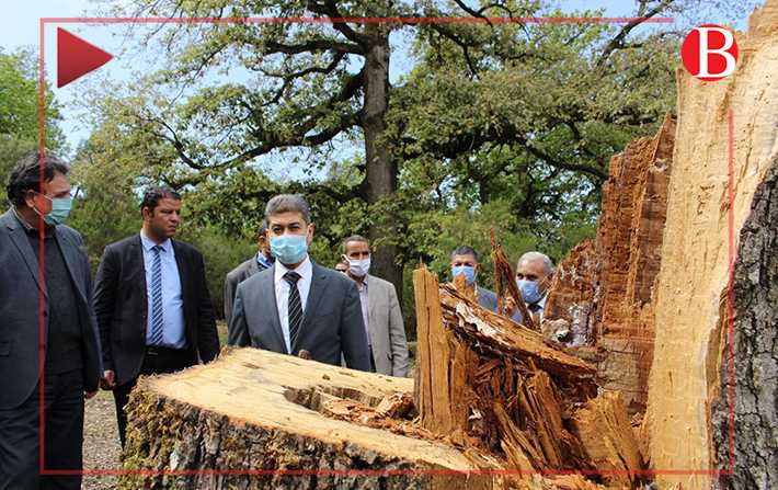 Vido - Jendouba: des arbres de plus de 200 ans coups pour du charbon !