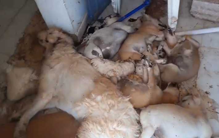 Indignation aprs le massacre de chiens dans un refuge  Djerba !