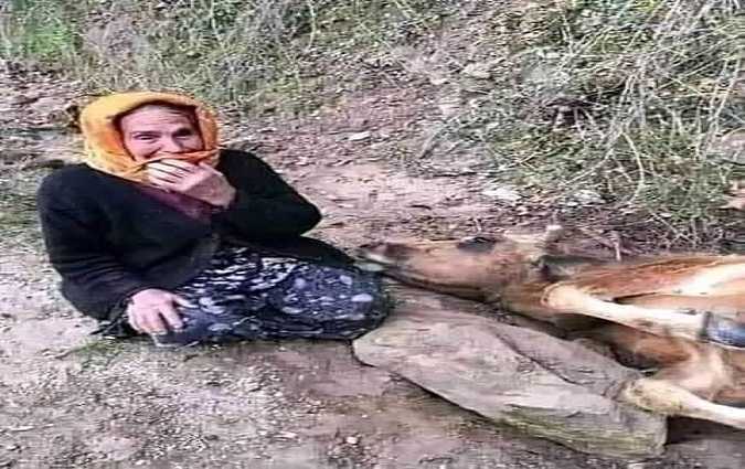 La vérité sur les photos de bétail brûlé à Amdoun