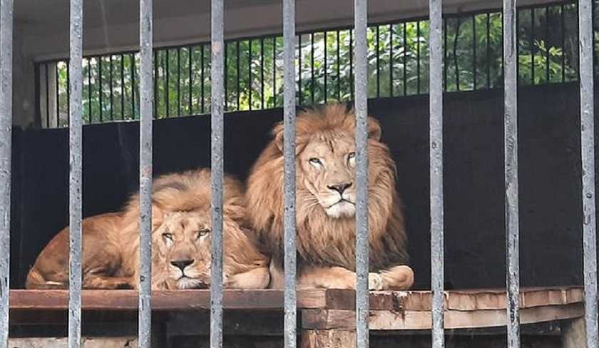 Les photos des lions affamés n'ont pas été prises au zoo du Belvédère