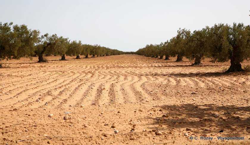 Domaines de lEtat : rcupration de 12 hectares  Ben Arous