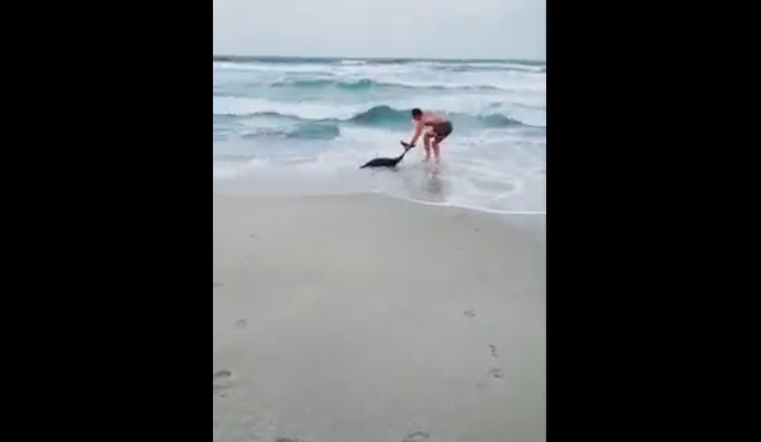 Un petit dauphin chou sur une plage de Klibia remis  leau 

