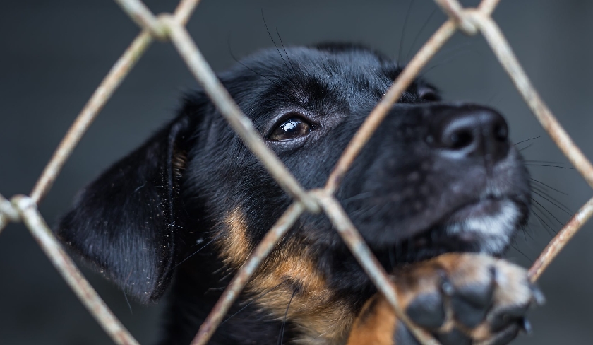 La maltraitance animale désormais punie de sept ans de prison – Le vrai du faux