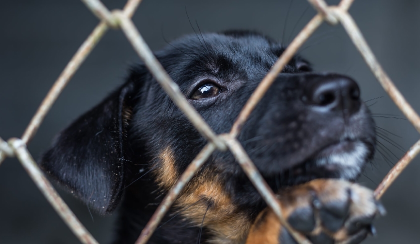 La maltraitance animale dsormais punie de sept ans de prison  Le vrai du faux

