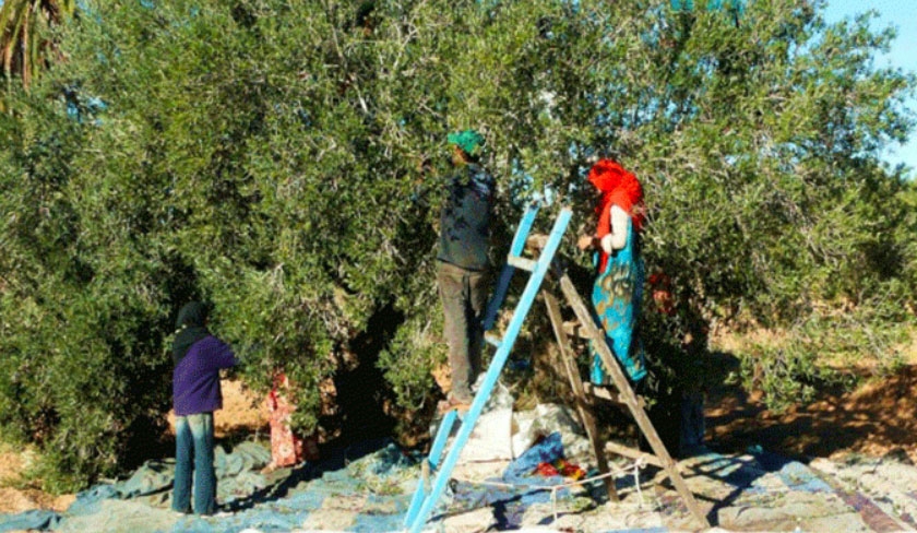 Tunisie - La flagrante ingalit des salaires femmes-hommes dans le domaine agricole 