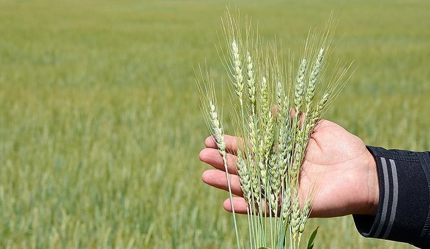 Céréales – La Tunisie au bord de la crise