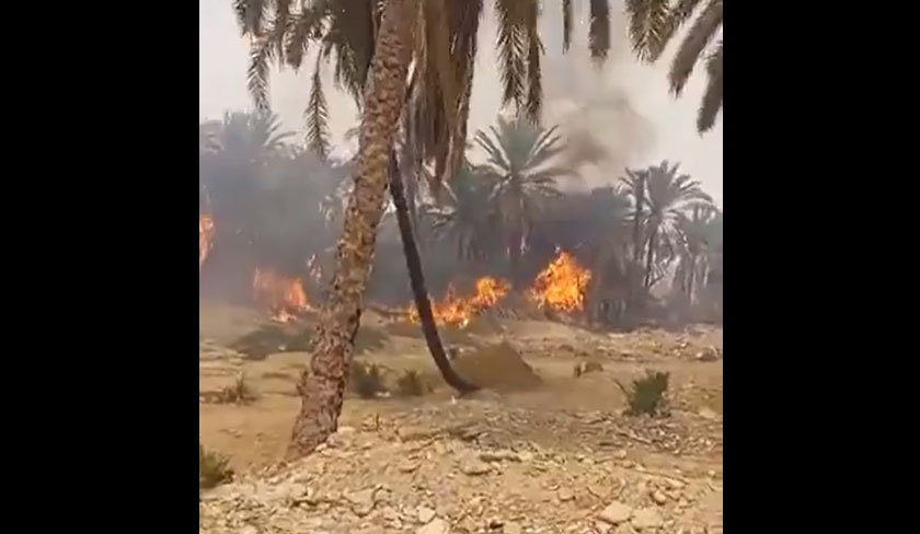 Incendie dans la palmeraie d'El Hamma : des habitations menacées