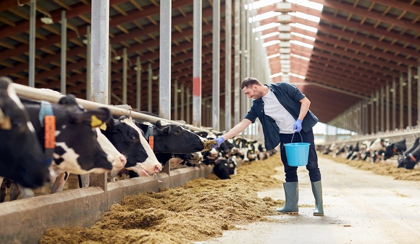 Hausse des prix de lalimentation animale  Le ministre du Commerce saisit le conseil de la concurrence