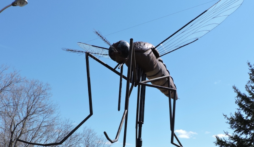 Un moustique géant à Soliman : le vrai du faux 