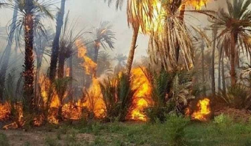 Un incendie ravage 400 palmiers à Gabès