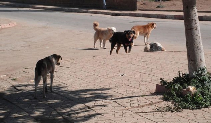 Chiens errants : Charfeddine et Fekih ordonnent l’abattage