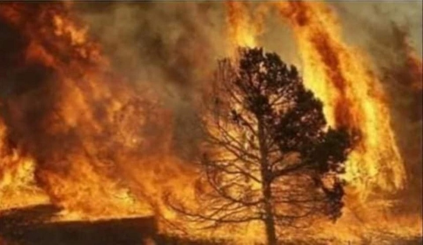 En vidéo – L’incendie de Djebel Bargou prend de l’ampleur