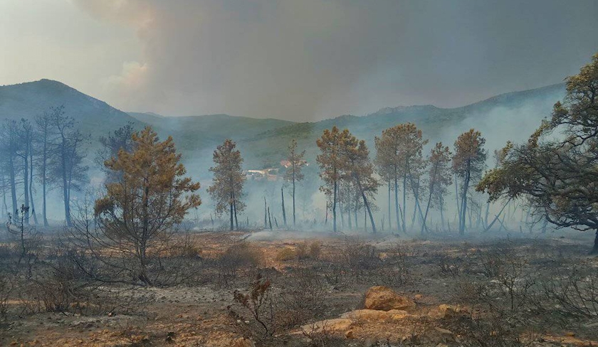 Incendie  Tabarka : le feu a t matris 
