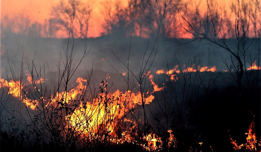 Lincendie dEl Krib totalement maitris par les soldats du feu

