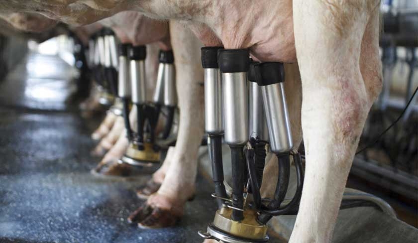 Le ministre de lAgriculture impute la crise du lait  une baisse de lactation 
