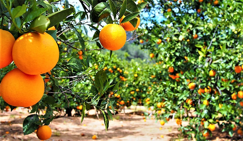 Une baisse attendue de 40% dans la production des agrumes 