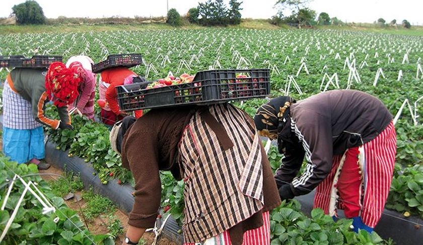 Par dcret prsidentiel, le salaire minimum agricole fix  17,664 dinars par jour 
