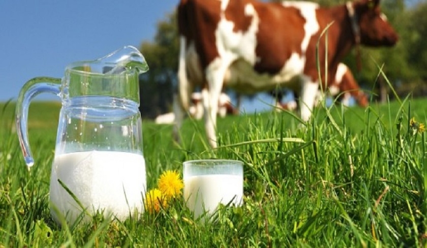 Pénurie de lait - Dhaoui : le nombre de vaches laitières a diminué !