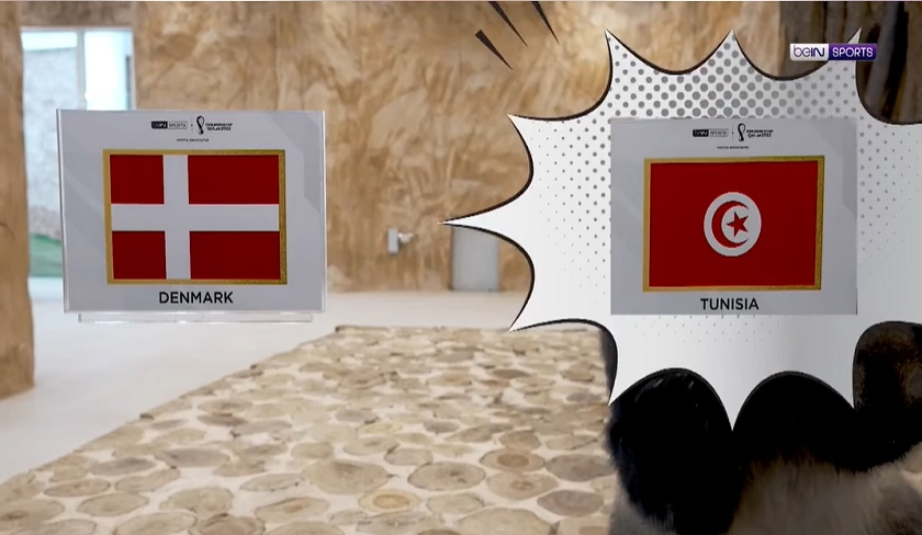 Vido - Les pandas prdisent la victoire de la Tunisie face au Danemark

 