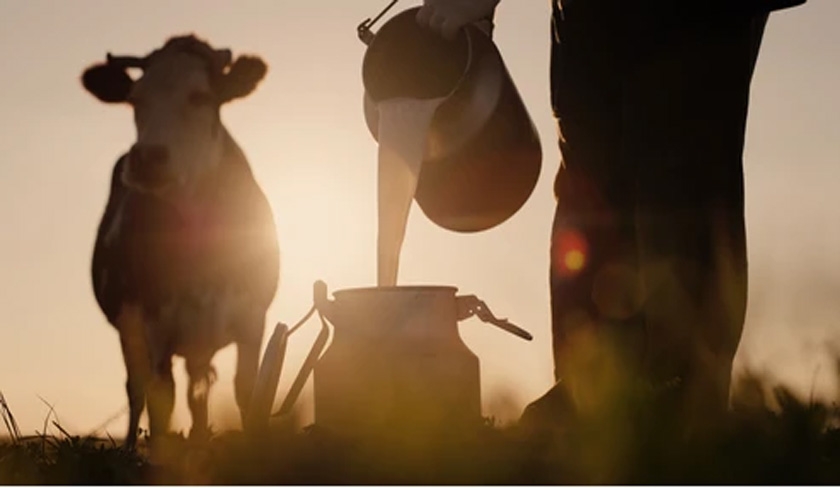 Crise du lait : un déni vache