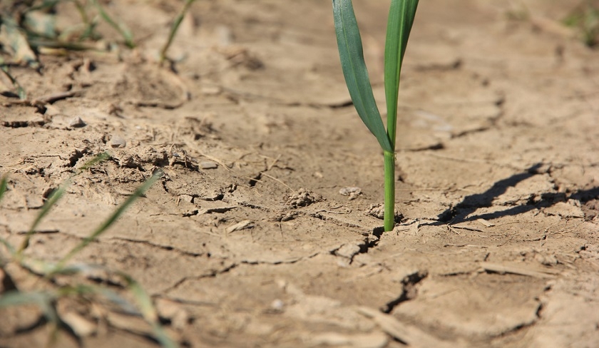 Le ministre de lAgriculture appelle  rduire les superficies irrigues

