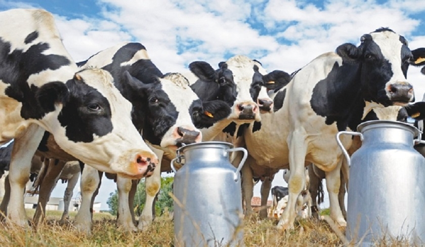 L’Utap alerte sur le danger de la crise du secteur laitier et de l’élevage