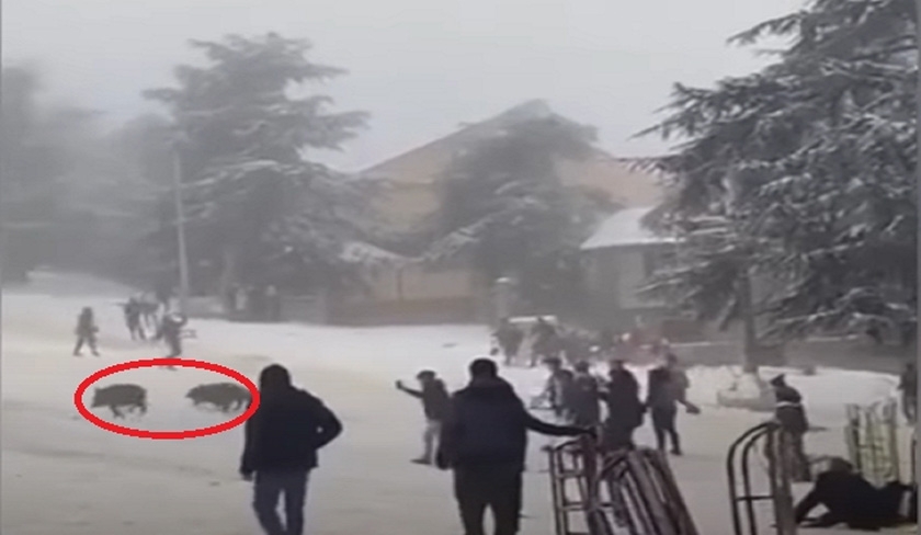 La vidéo de citoyens et de sangliers s'amusant dans la neige se passe-t-elle en Tunisie ?