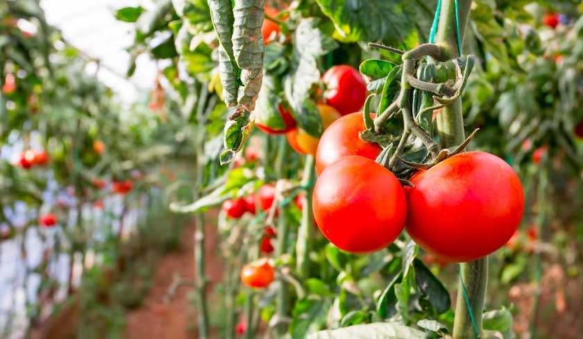 Tunisie - La production de tomates devrait connaître une baisse de 50%