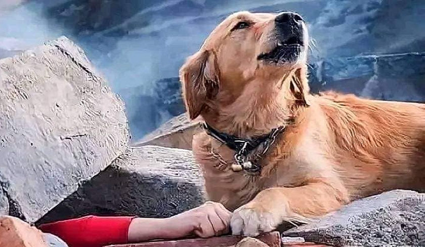 La photo d'un chien secouriste émeut les Tunisiens : la scène ne se passe pas en Turquie