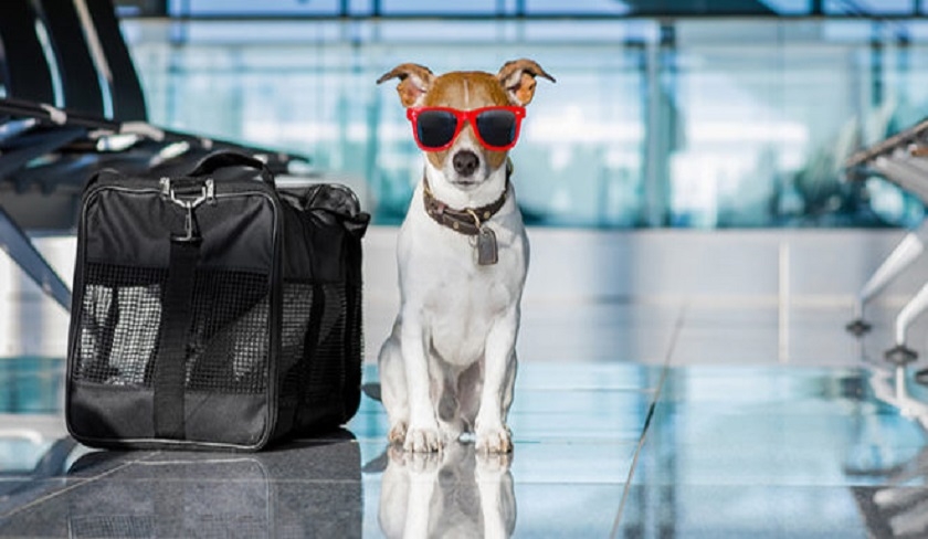 Bon à savoir - Pour voyager avec son chien il faut que la demande soit à son nom !