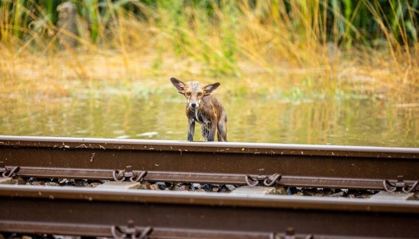 Les animaux peuvent-ils prédire les catastrophes naturelles ?
