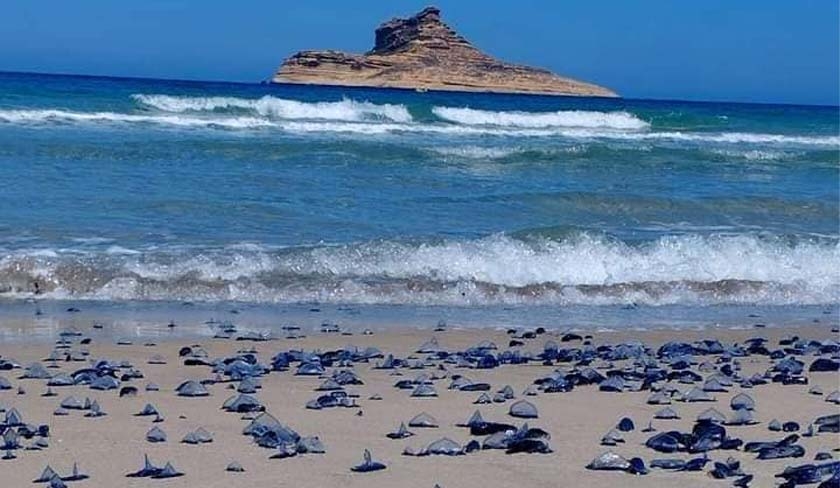 Tunisie : ces photos montrent des vlelles sur la plage de Bizerte