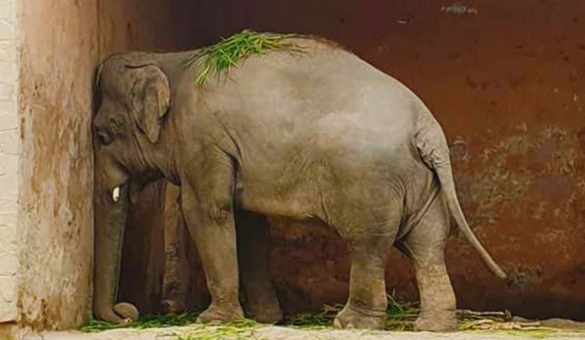 L'éléphant dépressif est-il celui du zoo du Belvédère ?