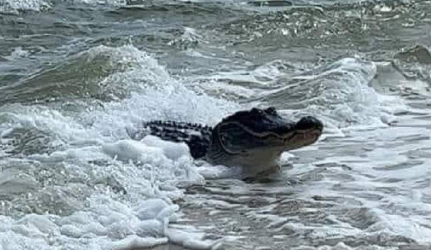 Un crocodile se balade  Gammarth ? Le vrai du faux