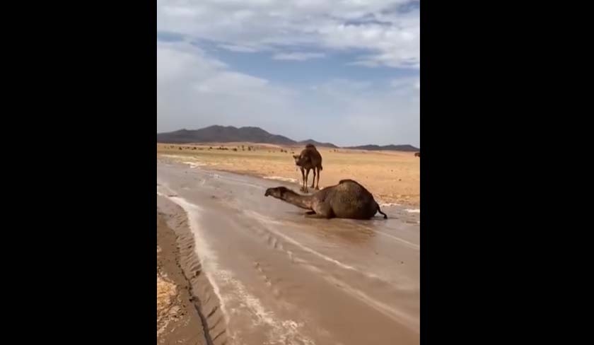 Cette vidéo de dromadaires a-t-elle été prise en Tunisie ?