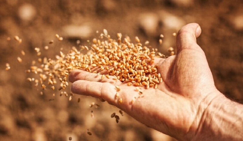 Agriculture - 700 mille quintaux de semences céréalières mobilisés pour la saison 2024
