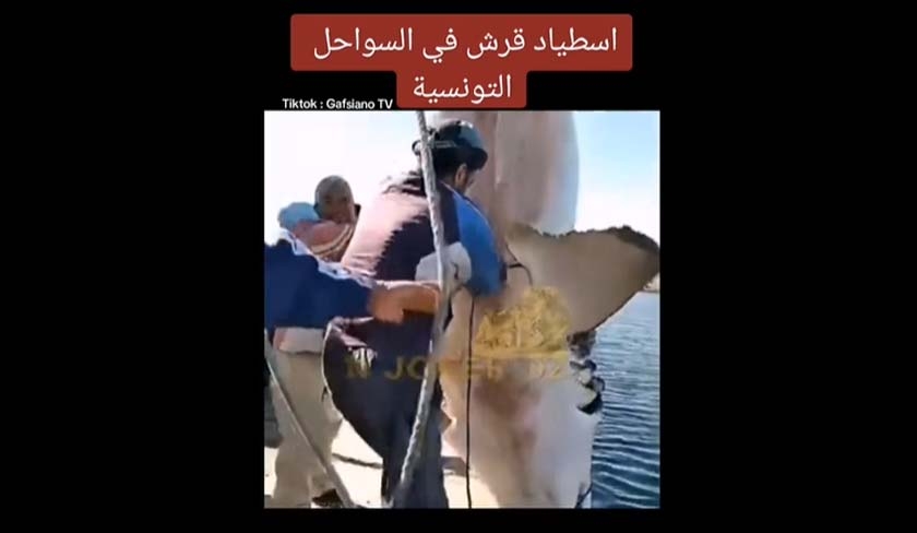 La ralit de la capture d'un requin sur les ctes tunisiennes